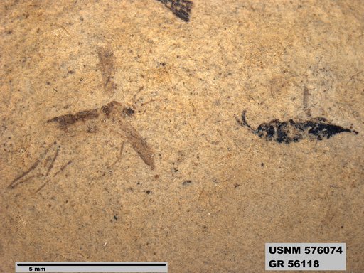 Insecta
