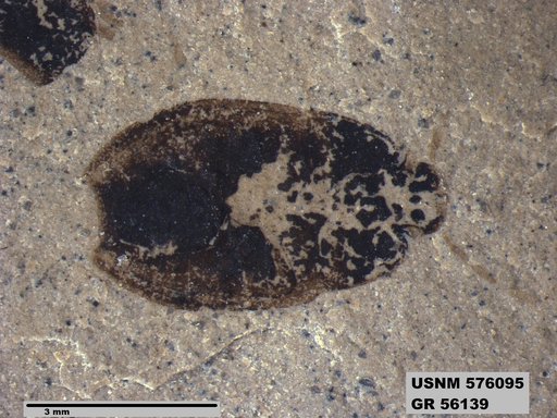 Genus sp