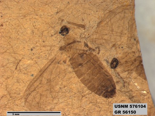 Insecta