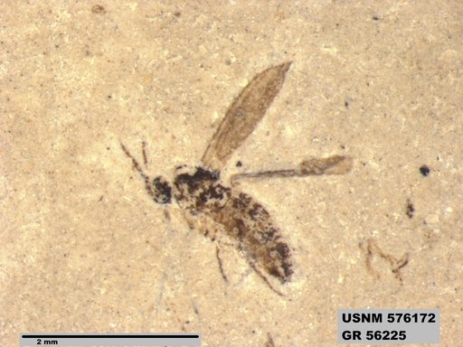 Insecta