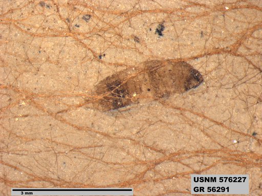 Genus sp