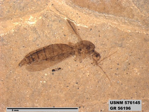 Genus sp