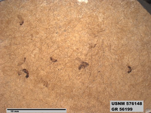 Insecta