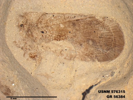 Genus sp