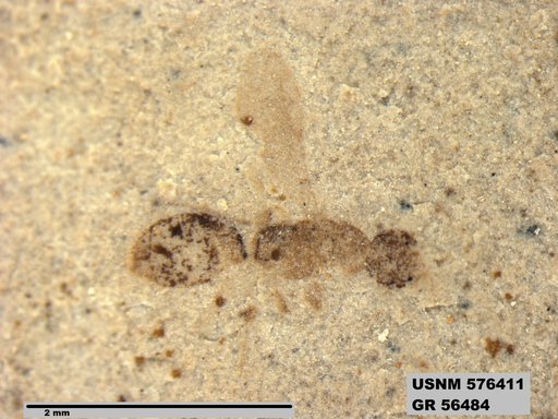 Insecta