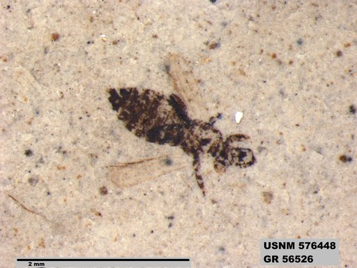 Insecta
