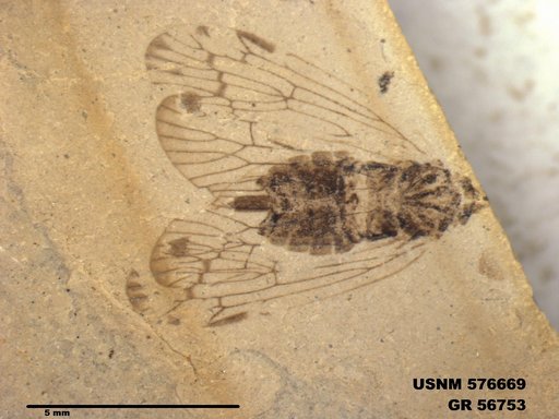 Genus sp