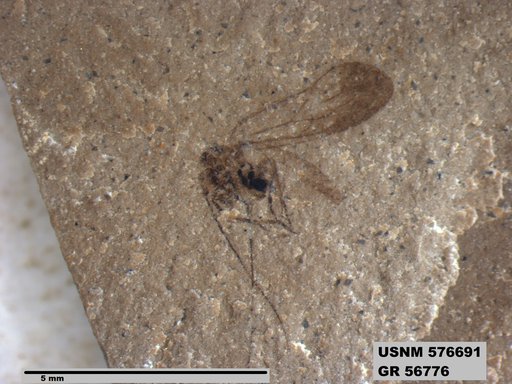Insecta