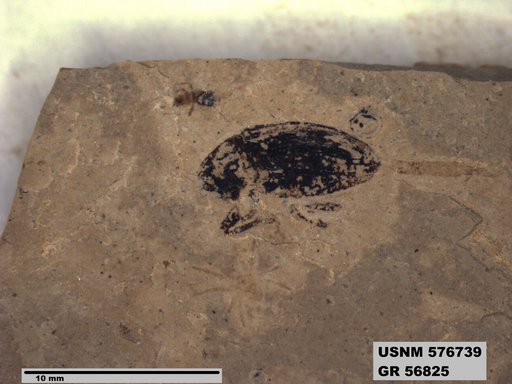Insecta