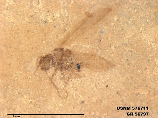 Insecta
