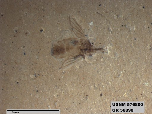 Genus sp