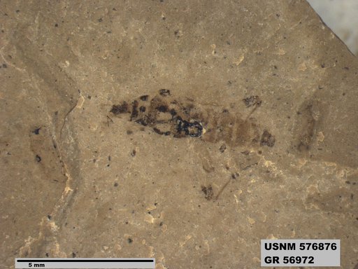 Genus sp