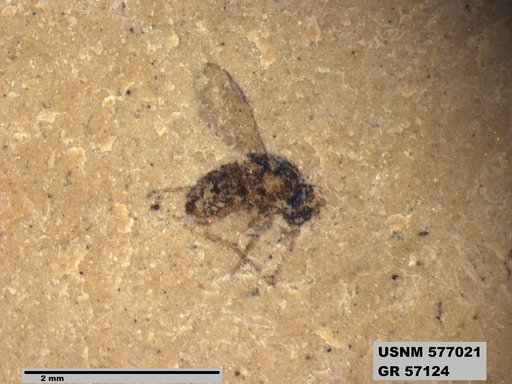 Insecta