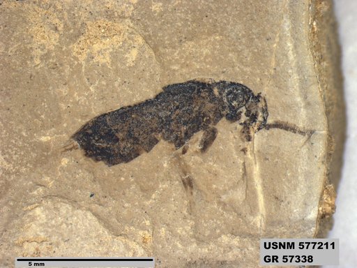Insecta