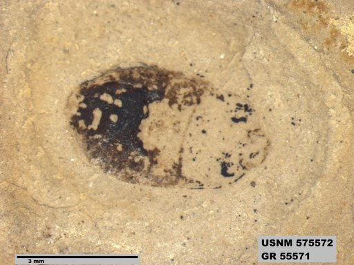 Insecta
