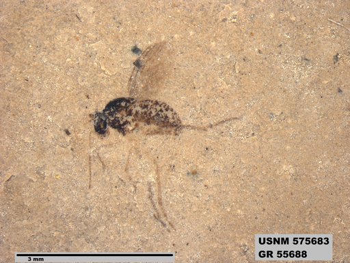 Insecta