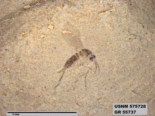 Insecta