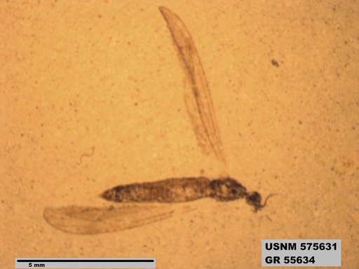 Insecta