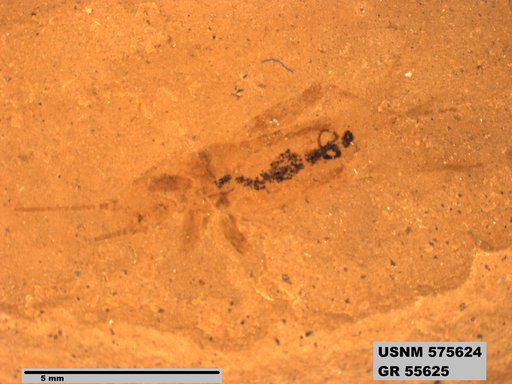 Insecta
