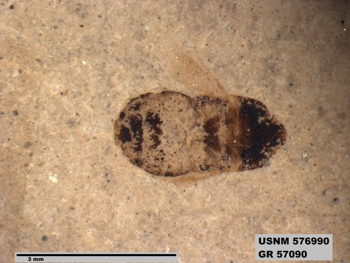 Genus sp