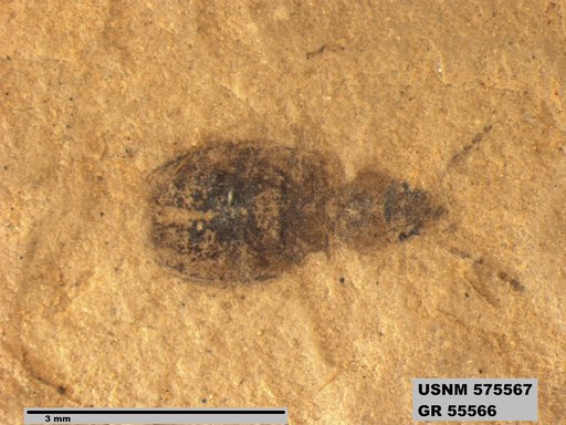 Insecta