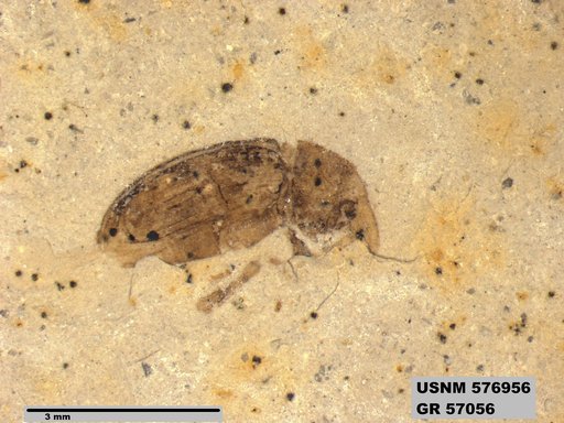 Insecta