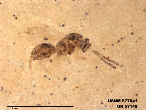 Insecta