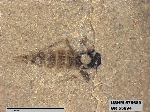 Insecta