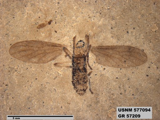 Insecta