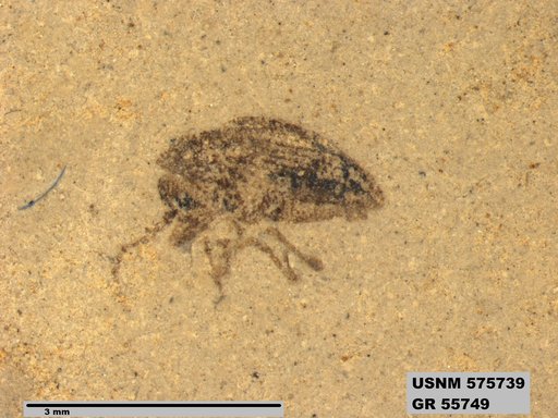 Insecta