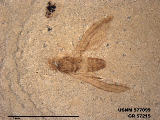Insecta