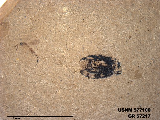 Insecta