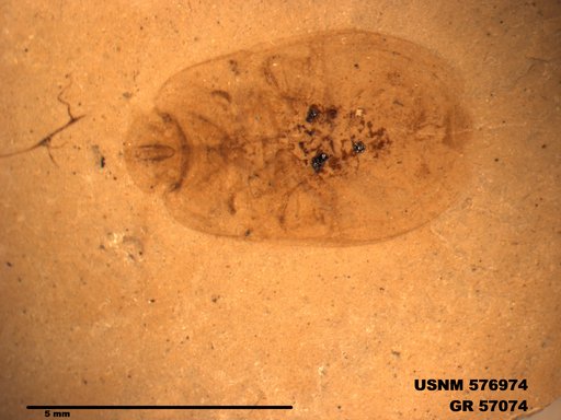 Genus sp
