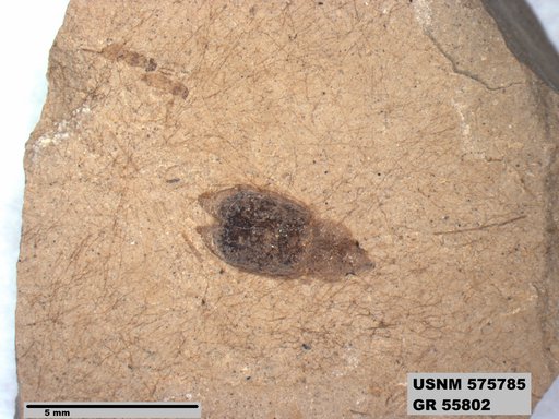 Insecta