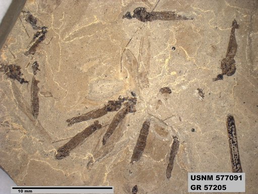 Insecta