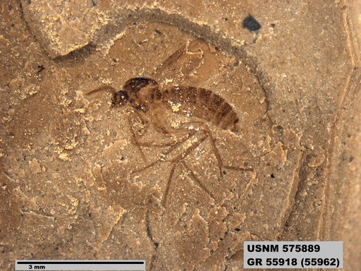 Insecta