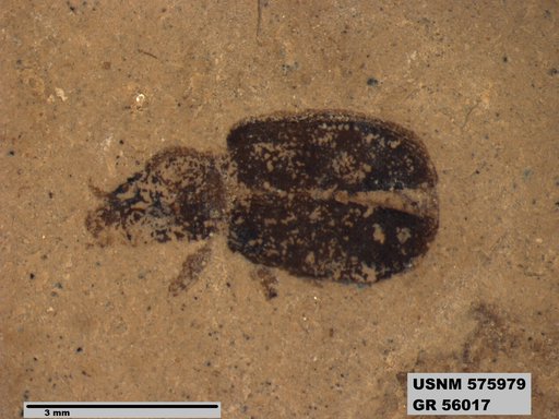 Insecta