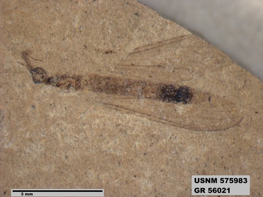 Insecta