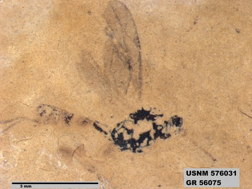 Insecta