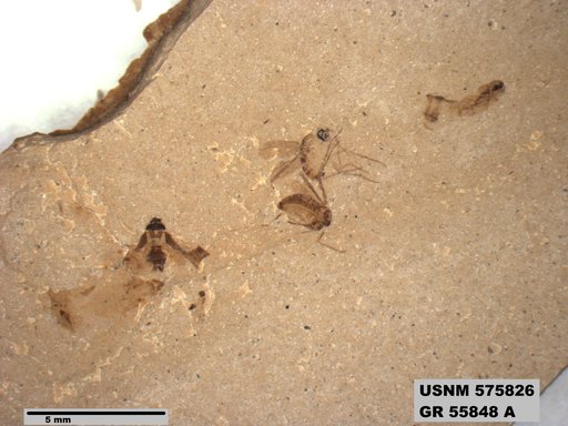 Genus sp