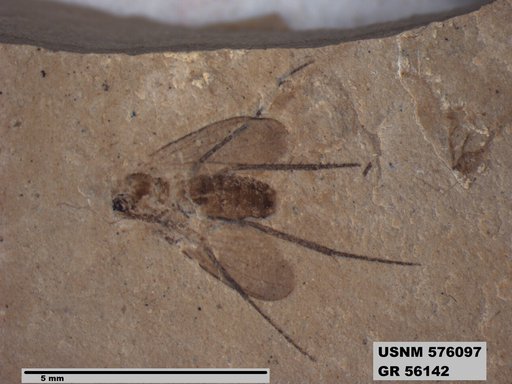 Insecta