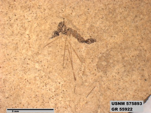 Insecta