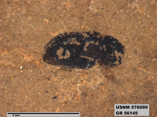 Insecta