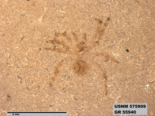 Insecta