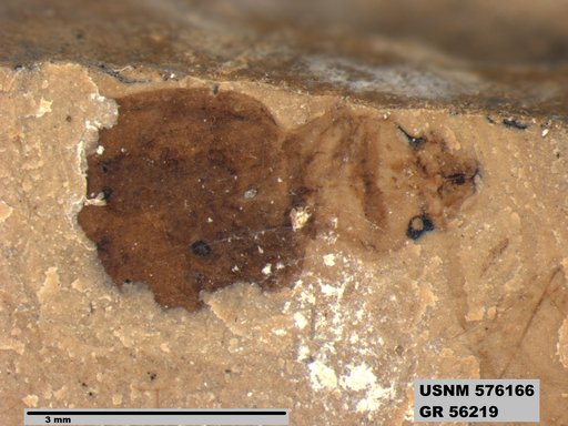 Insecta
