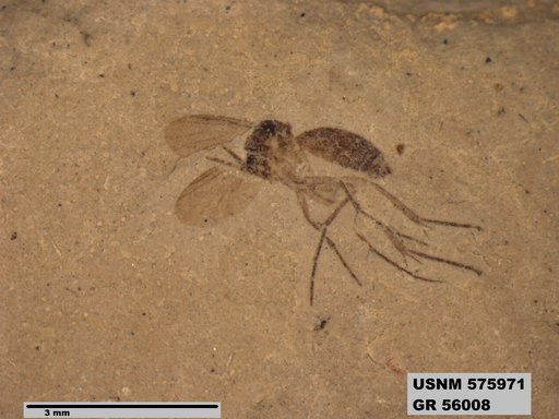 Insecta