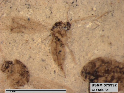 Insecta