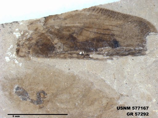 Genus sp