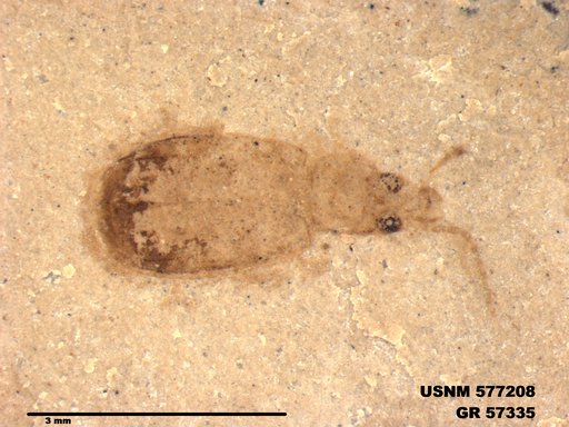 Insecta