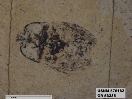 Genus sp